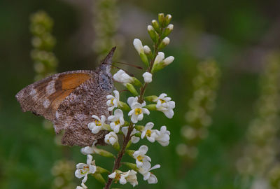 Photo of American Snout Butterfly