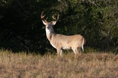 Photo of White-tailed Deer