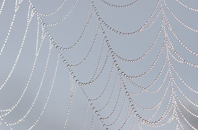 Photo of dew drops on spider web