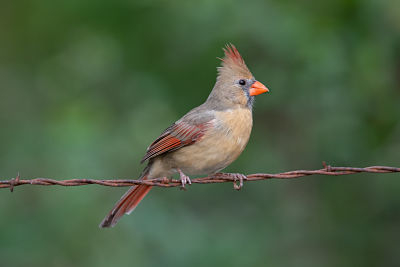Photo of Female Northern Cardinal