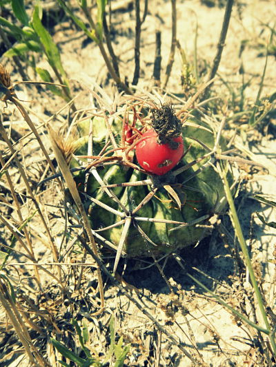 Photo of Horse Crippler Cactus