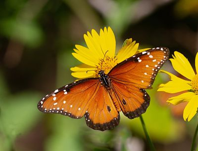 Photo of Queen Butterfly on Huisache Daisy