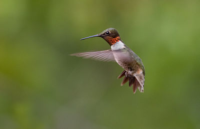 Photo of Ruby-throated Hummingbird