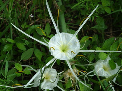 Photo of Spider Lily