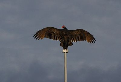 Photo of Turkey Vulture