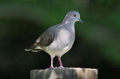 Photo of White-tipped Dove