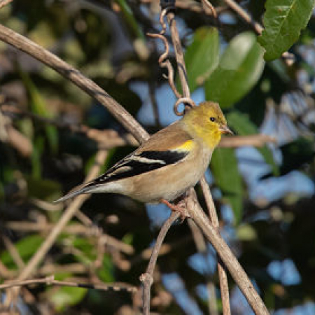 Photo of American Goldfinch