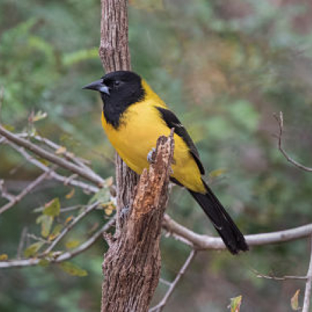 Photo of Audubon Oriole