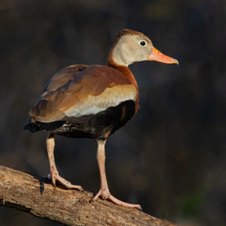 Photo of Black-bellied Whistling Duck