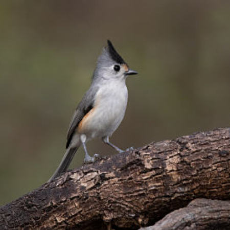 Photo of Black-crested Titmouse