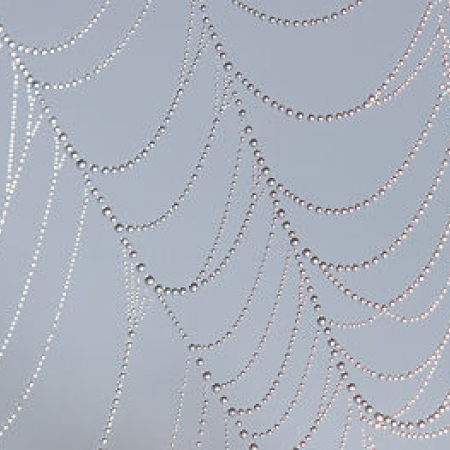 Photo of dew drops on spider web