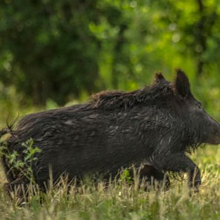 Photo of hog