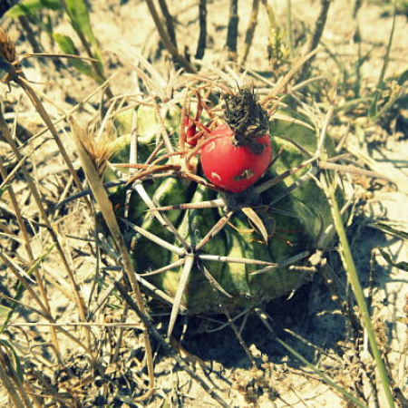 Photo of Horse Crippler Cactus
