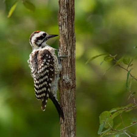 Photo of Ladder-backed Woodpecker