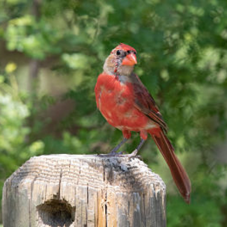 Photo of Molting Northern Cardinal