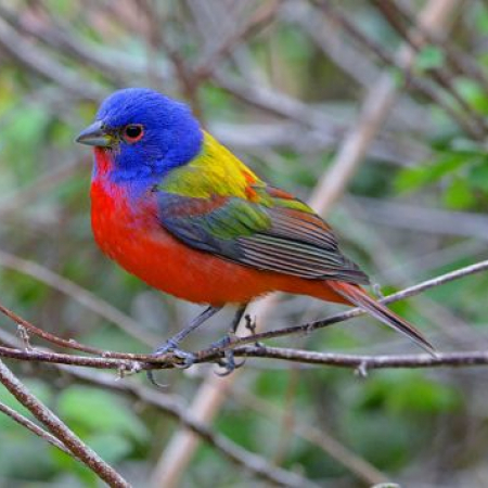 Photo of Painted Bunting