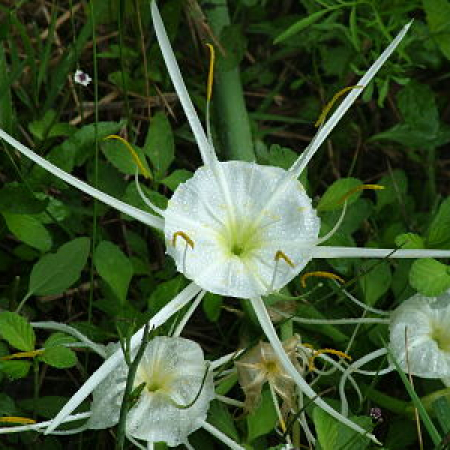 Photo of Spider Lily