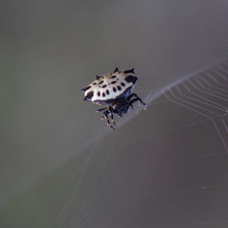 Photo of Spiny-orb Weaver Spider