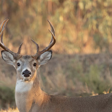 Photo of White-tailed Deer