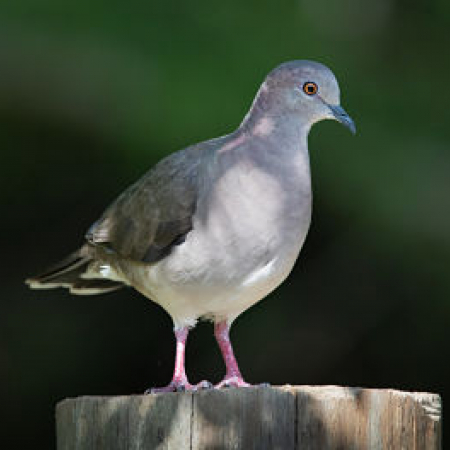 Photo of White-tipped Dove