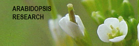Arabidopsis Research
