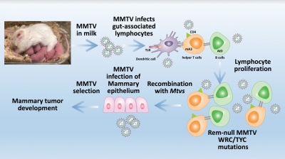 MMTV is passed on in breast milk, infects gut lymphocytes, accumulates WRC/TYC motif mutations, recombines with endogenous Mtvs, infects mammary cells, and causes mammary tumors.