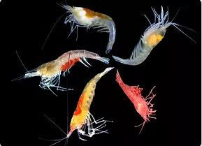 Anchialine shrimps