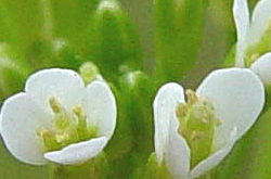 Arabidopsis Banner