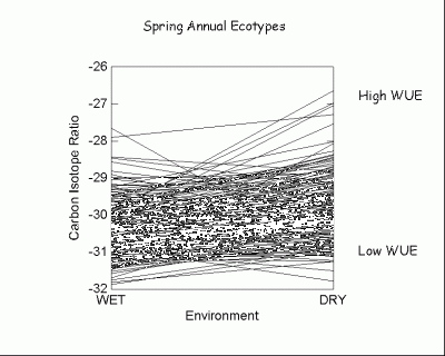 Spring Annual Ecotypes