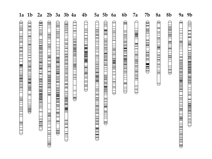 double digest RADseq markers