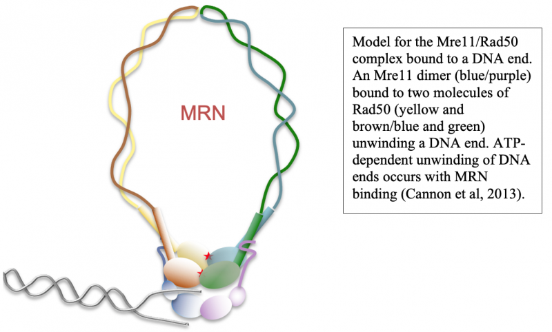 Model for the Mre11/Rad50 complex bound to a DNA end. An Mre11 dimer (blue/purple) bound to two molecules of Rad50 (yellow and brown/blue and green) unwinding a DNA end. ATP-dependent unwinding of DNA ends occurs with MRN binding (Cannon et al, 2013).