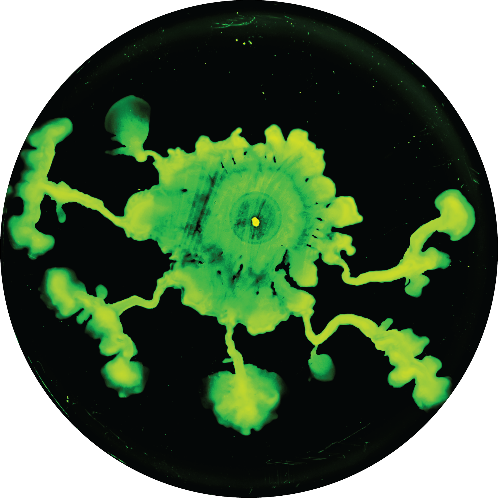 Swarming pattern of a mutant E. coli