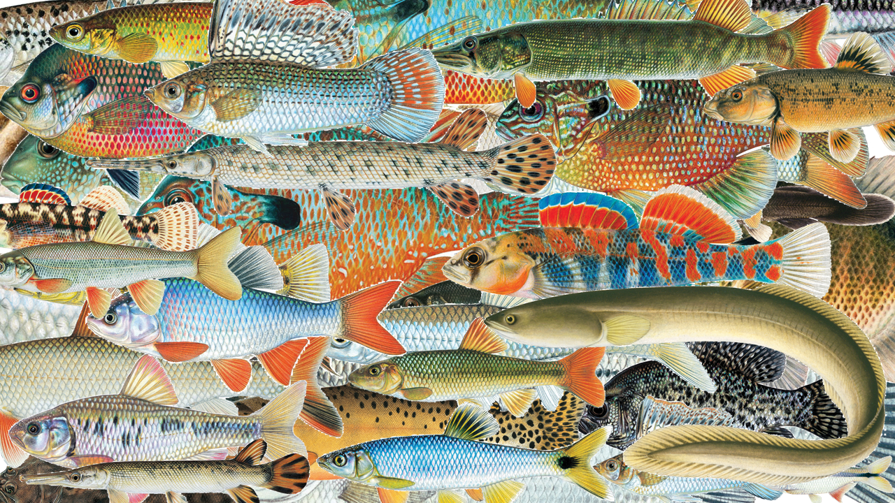 Fish illustrations copyrighted by Joe Tomelleri (http://americanfishes.org)