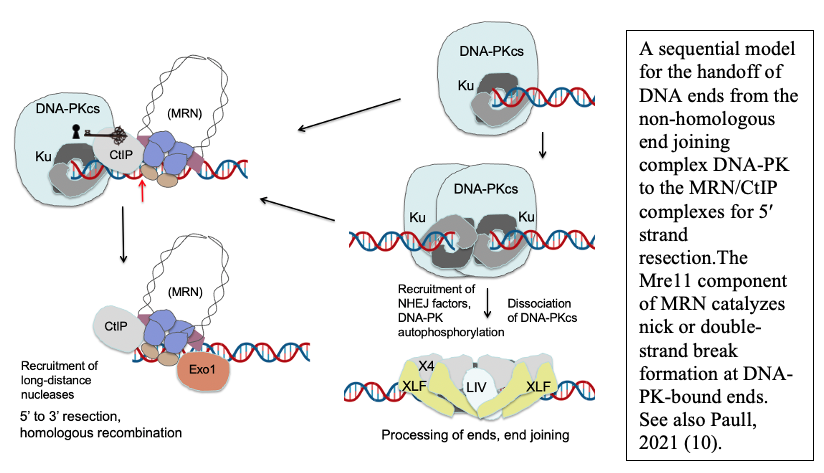 A sequential model for the handoff of DNA ends from the non-homologous end joining complex DNA-PK to the MRN/CtIP complexes for 5′ strand resection.The Mre11 component of MRN catalyzes nick or double-strand break formation at DNA-PK-bound ends. See also Paull, 2021 (10).