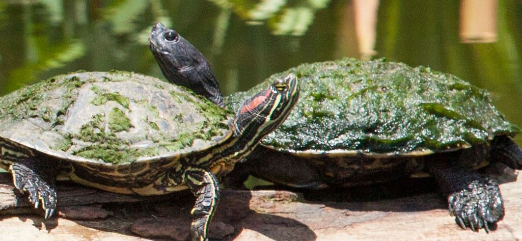 Red-eared sliders in UT turtle pond
