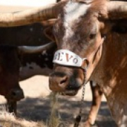 Cancer that killed Bevo XIV could hold clues for human illnesses