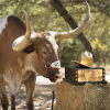 Bevo XIV died from bovine leukemia; His body is helping researchers fight human hepatitis C