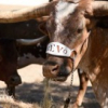 Cancer that killed Bevo XIV could hold clues for human illnesses