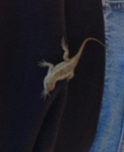 Lizard on Matt's back