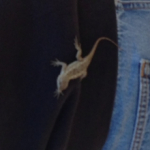Lizard on Matt's back