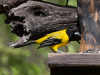 Photo of Audubon Oriole