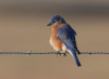 Photo of Eastern Bluebird