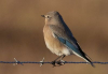 Photo of Female Eastern Bluebird
