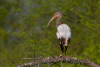 Photo of Immature White Ibis