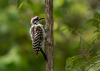 Photo of Ladder-backed Woodpecker