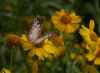 Photo of White Peacock Butterfly on Huisache Daisy