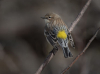 Photo of Yellow-rumped Warbler
