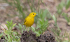 Photo of Yellow Warbler